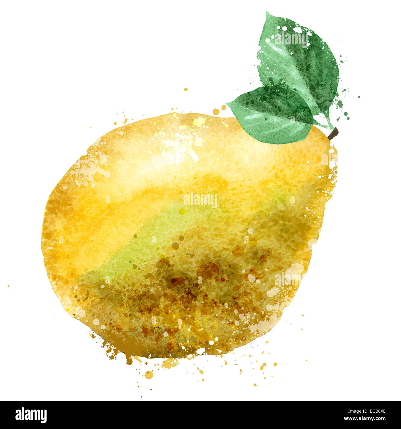 watercolor. fruit on a white background. vector illustration Stock Photo
