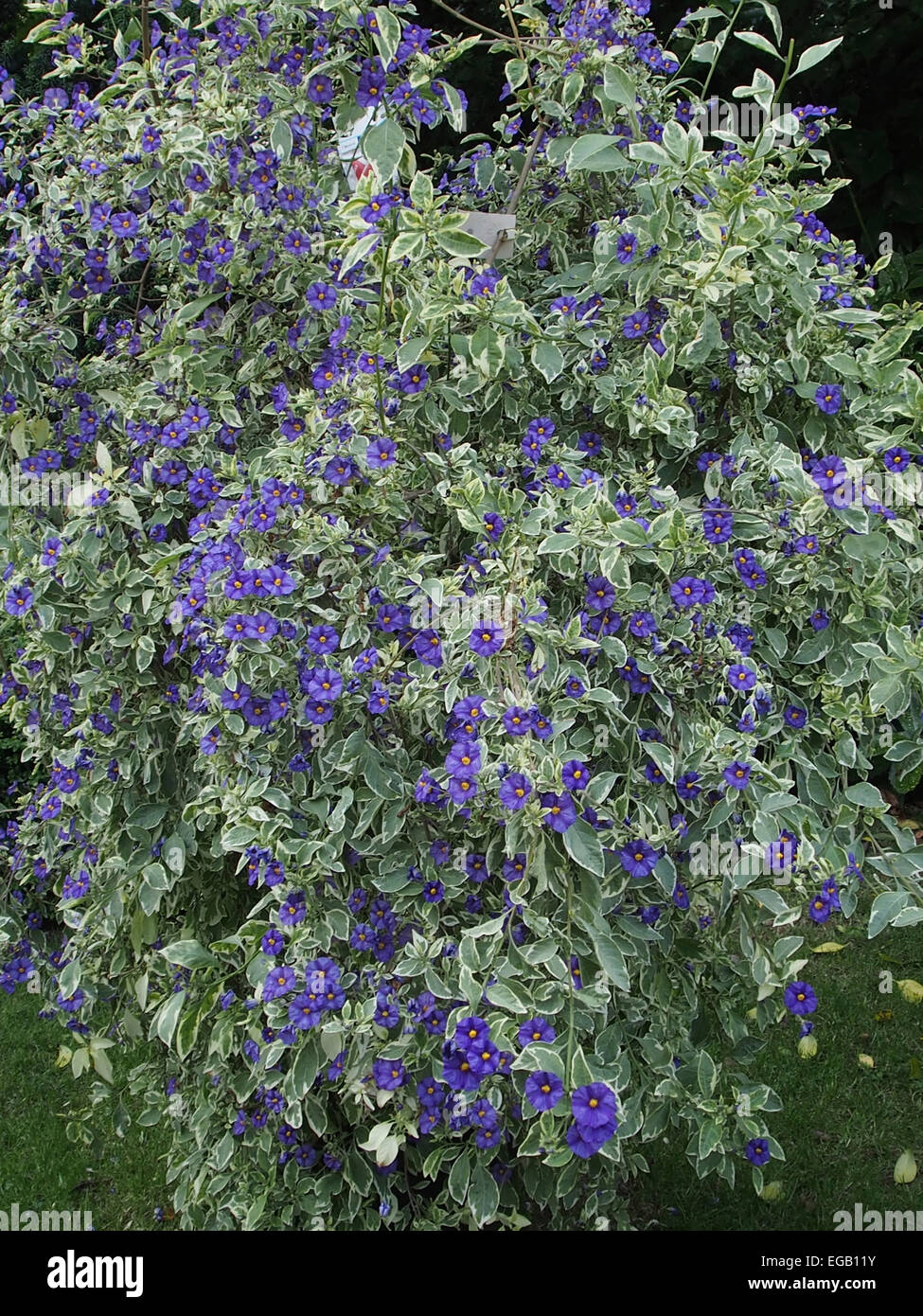 Small Purple Flowers With Yellow Centre High Resolution Stock Photography And Images Alamy Small Purple Flowers With Yellow Centre High Resolution Stock Photography And Images Alamy