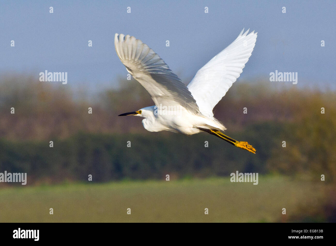 Snowy Egret in flight with wings outstretched, Sacramento Delta, California, United States. Stock Photo