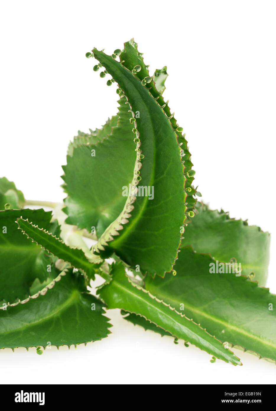 kalanchoe plant macro succulent green isolated leaf Stock Photo