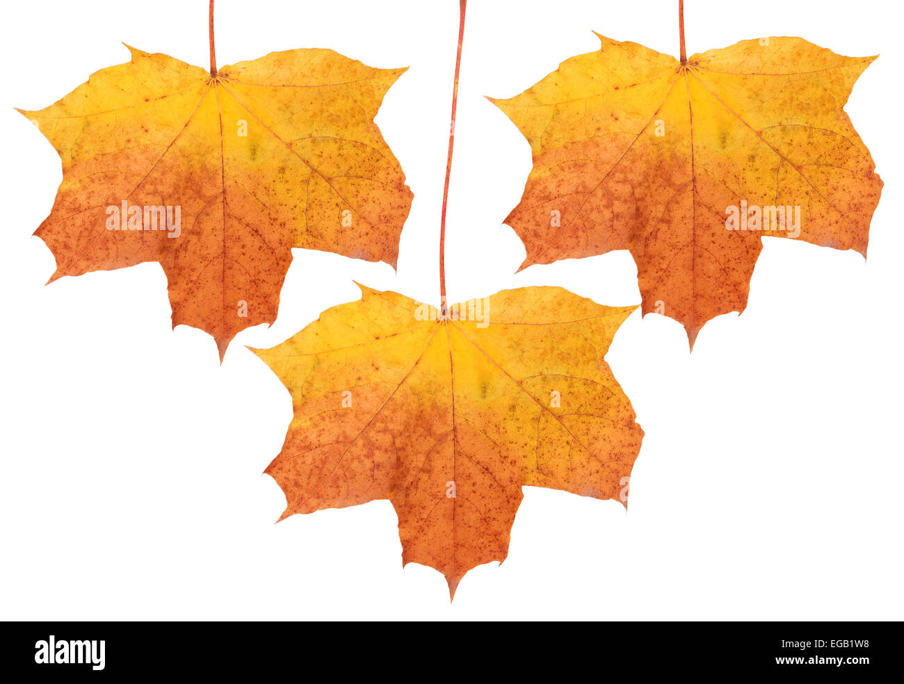 autumn leaf isolated on white background Stock Photo - Alamy