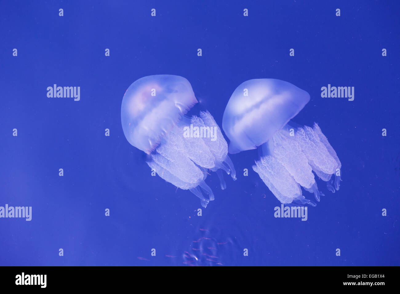 jellyfish on a blue background Stock Photo - Alamy