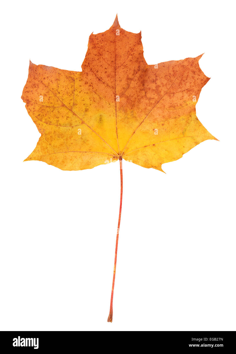autumn leaf isolated on white background Stock Photo - Alamy