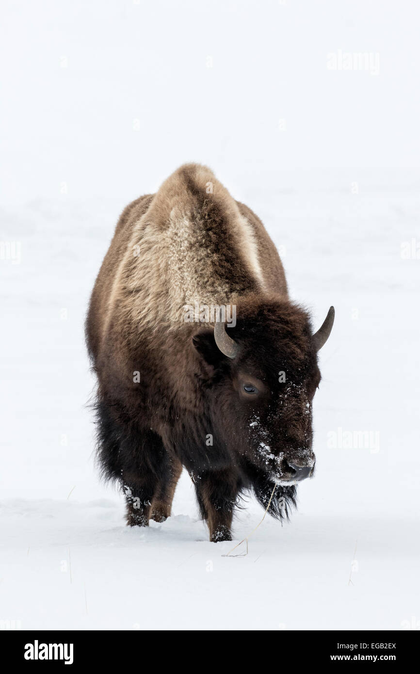 American Bison in snow Stock Photo - Alamy