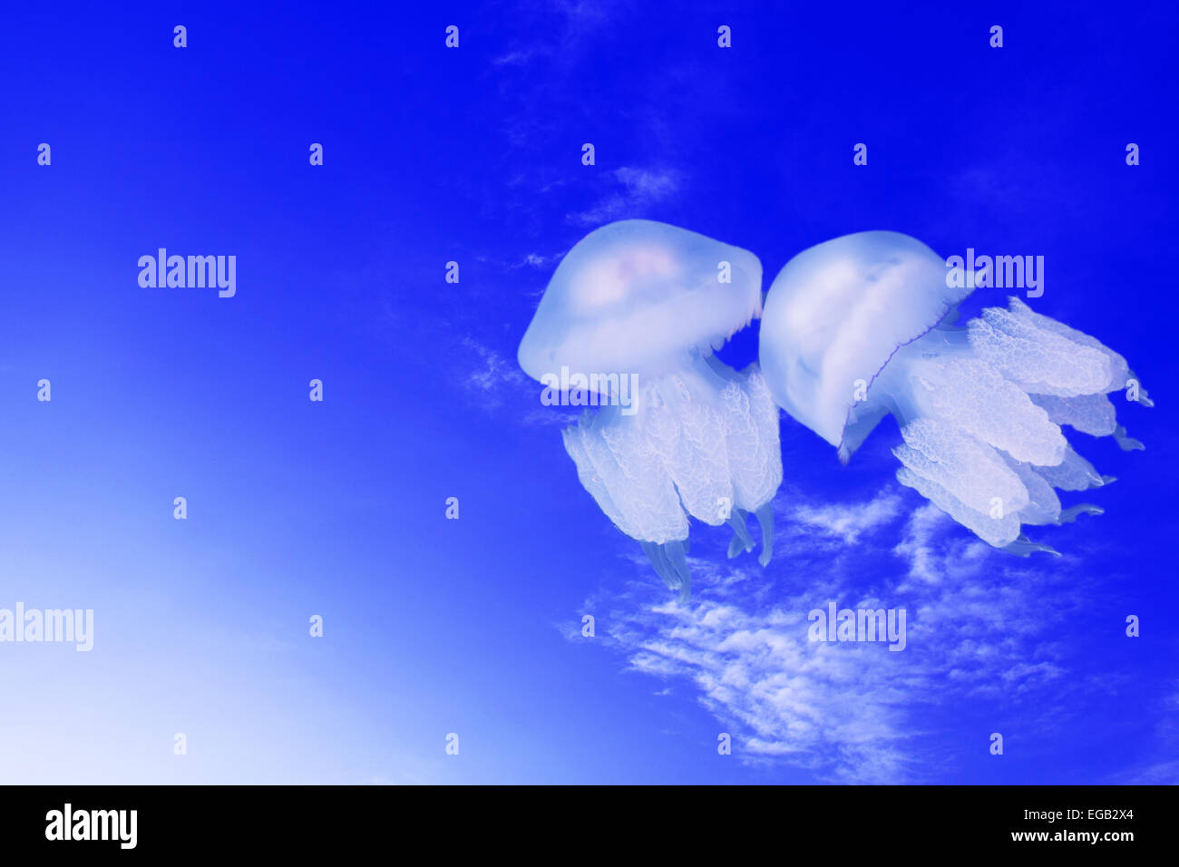 jellyfish on a blue background Stock Photo - Alamy