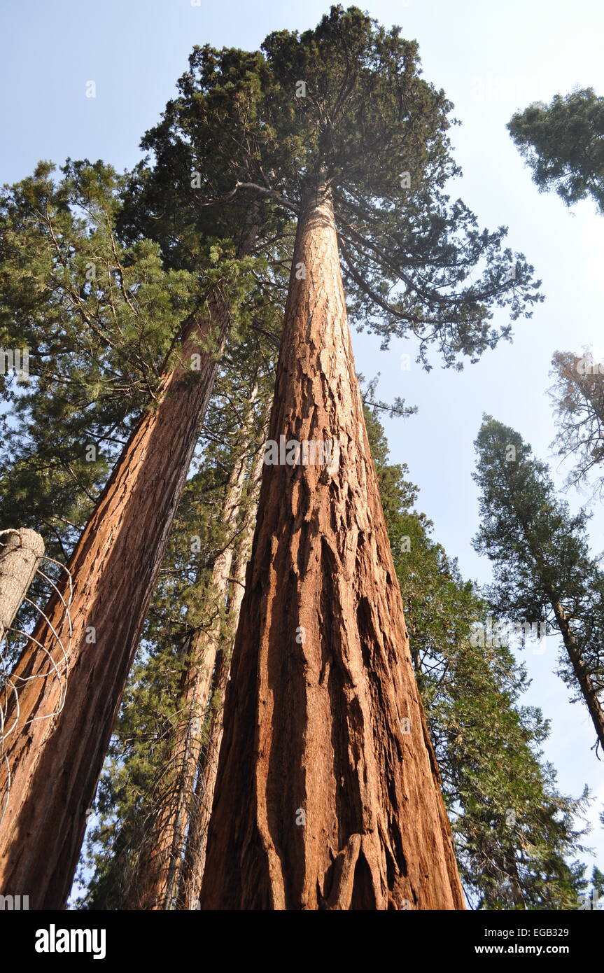 redwood tree