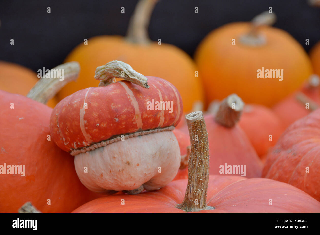 baby pumpkin in harvest crop Stock Photo