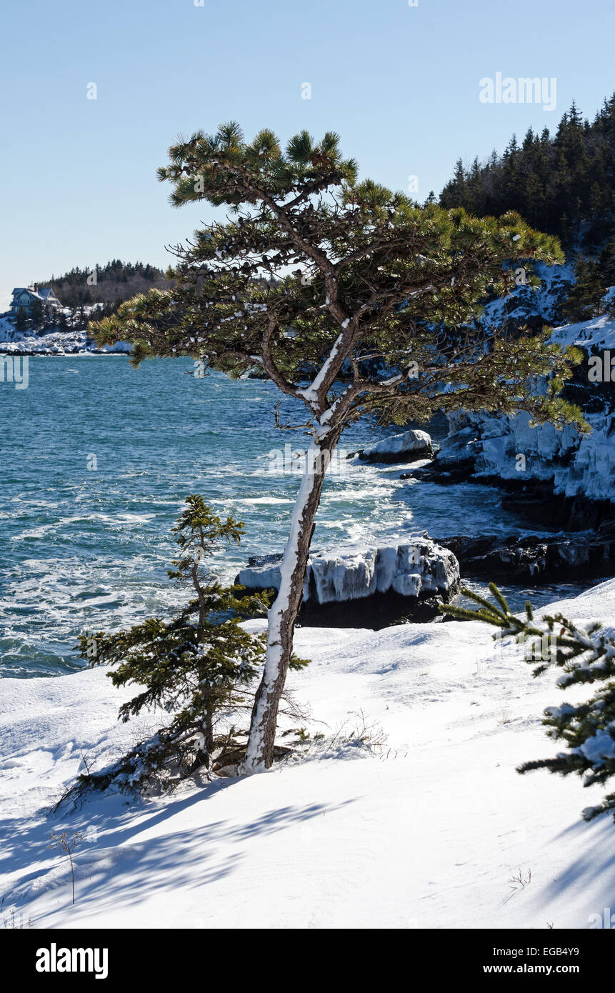 A lone Red Pine tree grows from a cliff on the snow-covered shore of Acadia National Park, Maine. Stock Photo