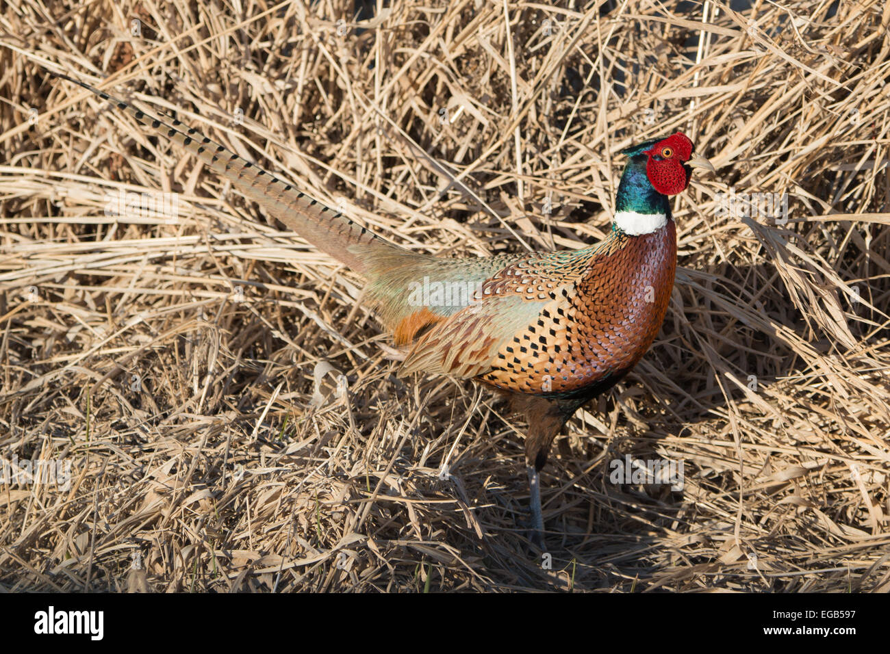 A beautiful ring necked pheasant showing spring plummage. Stock Photo