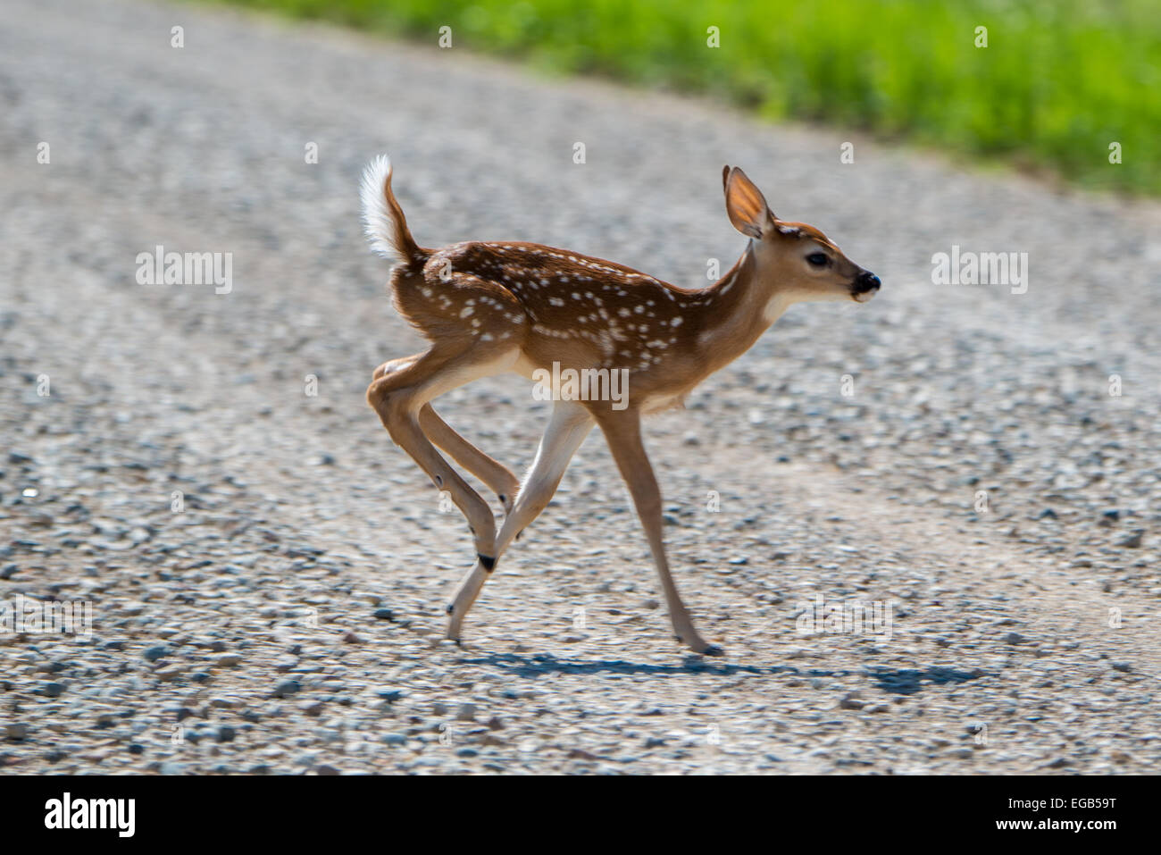 Fawn running hi-res stock photography and images - Alamy