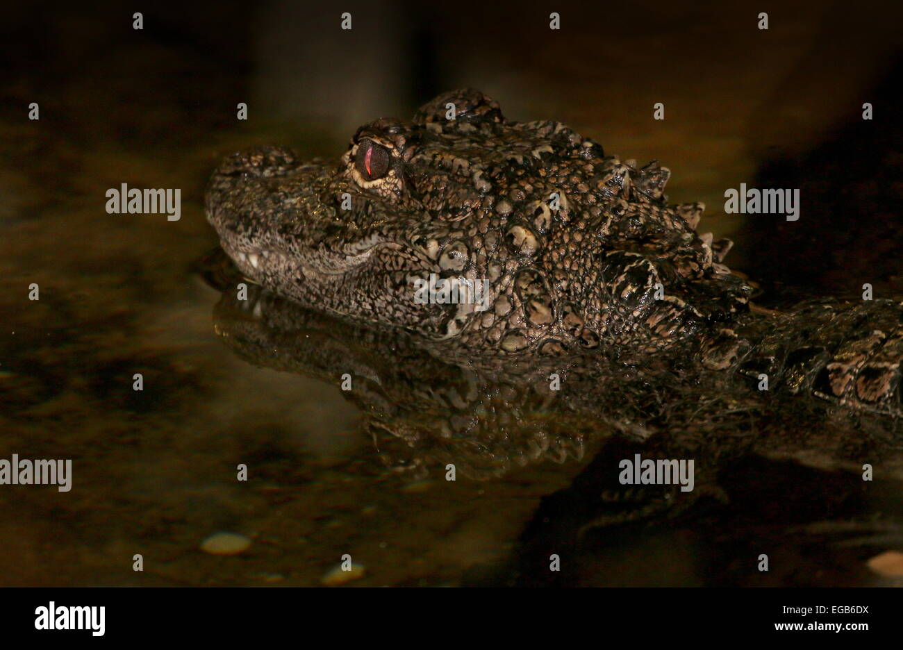 Close-up of the small fully-armoured Chinese alligator (Alligator sinensis) Stock Photo