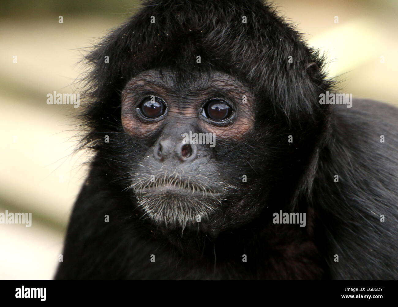 Colombian Black-headed spider monkey (Ateles fusciceps Robustus) Stock Photo