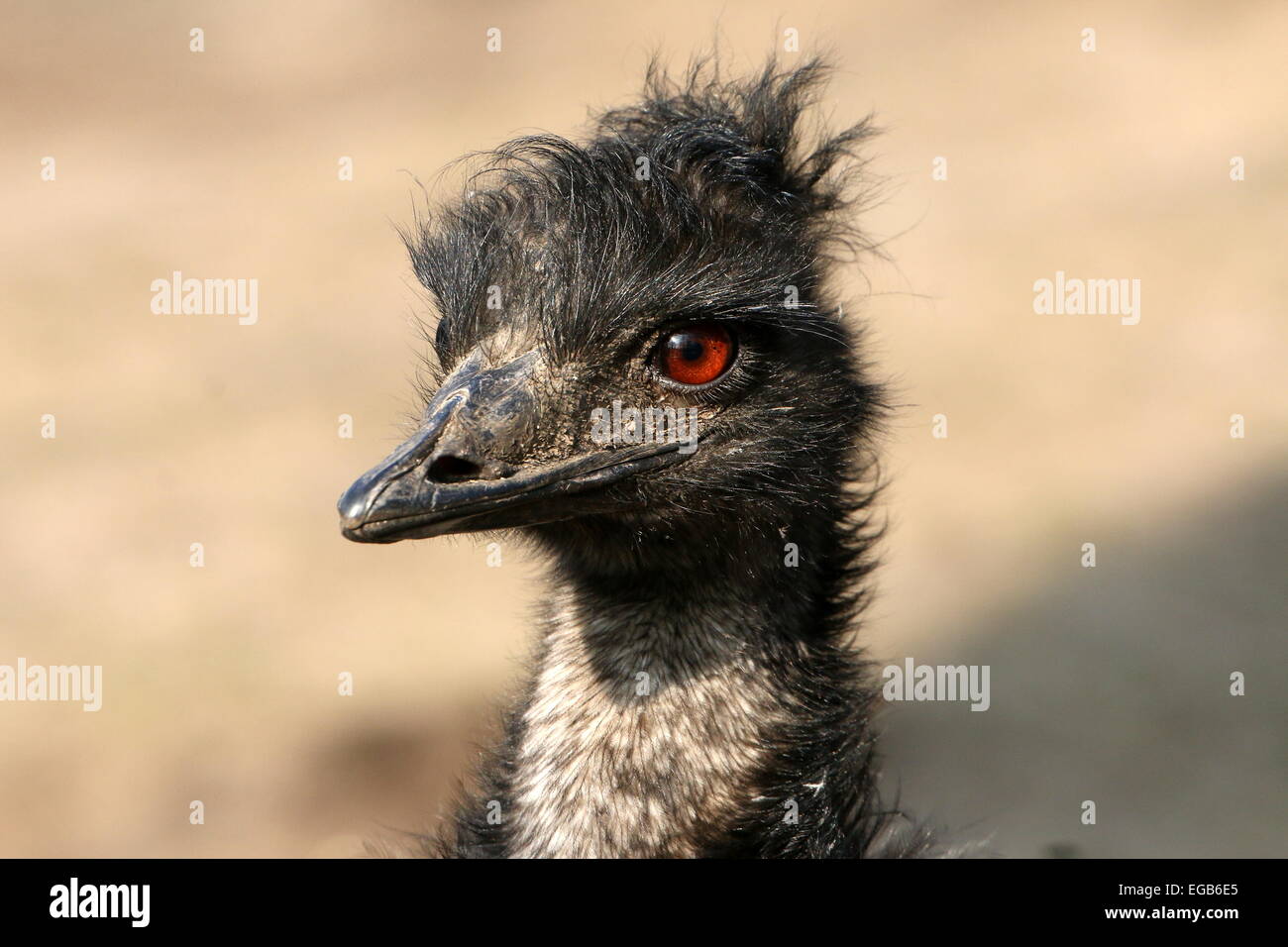 Emu head portrait hi-res stock photography and images - Alamy