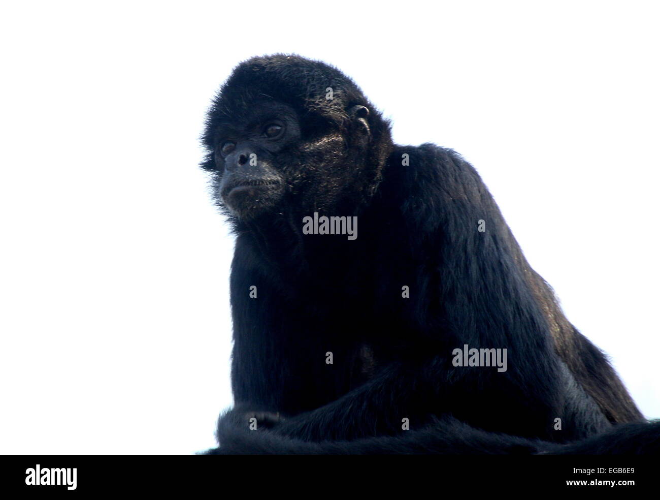 Colombian Black-headed spider monkey (Ateles fusciceps Robustus Stock