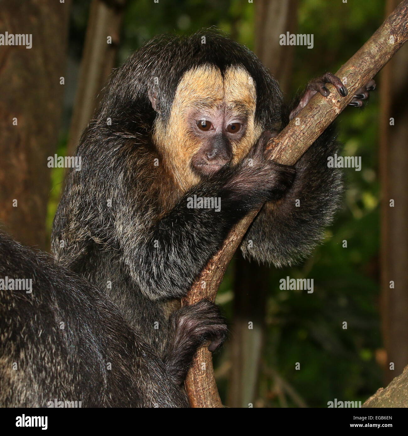 Sakiapa hi-res stock photography and images - Alamy