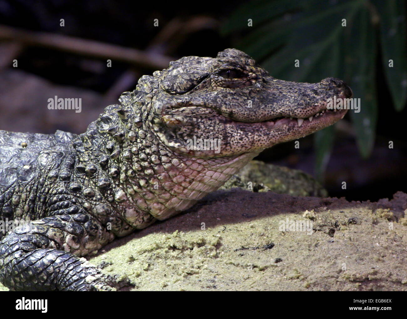 Chinese alligator (Alligator sinensis), close-up of the head, seen in profile Stock Photo