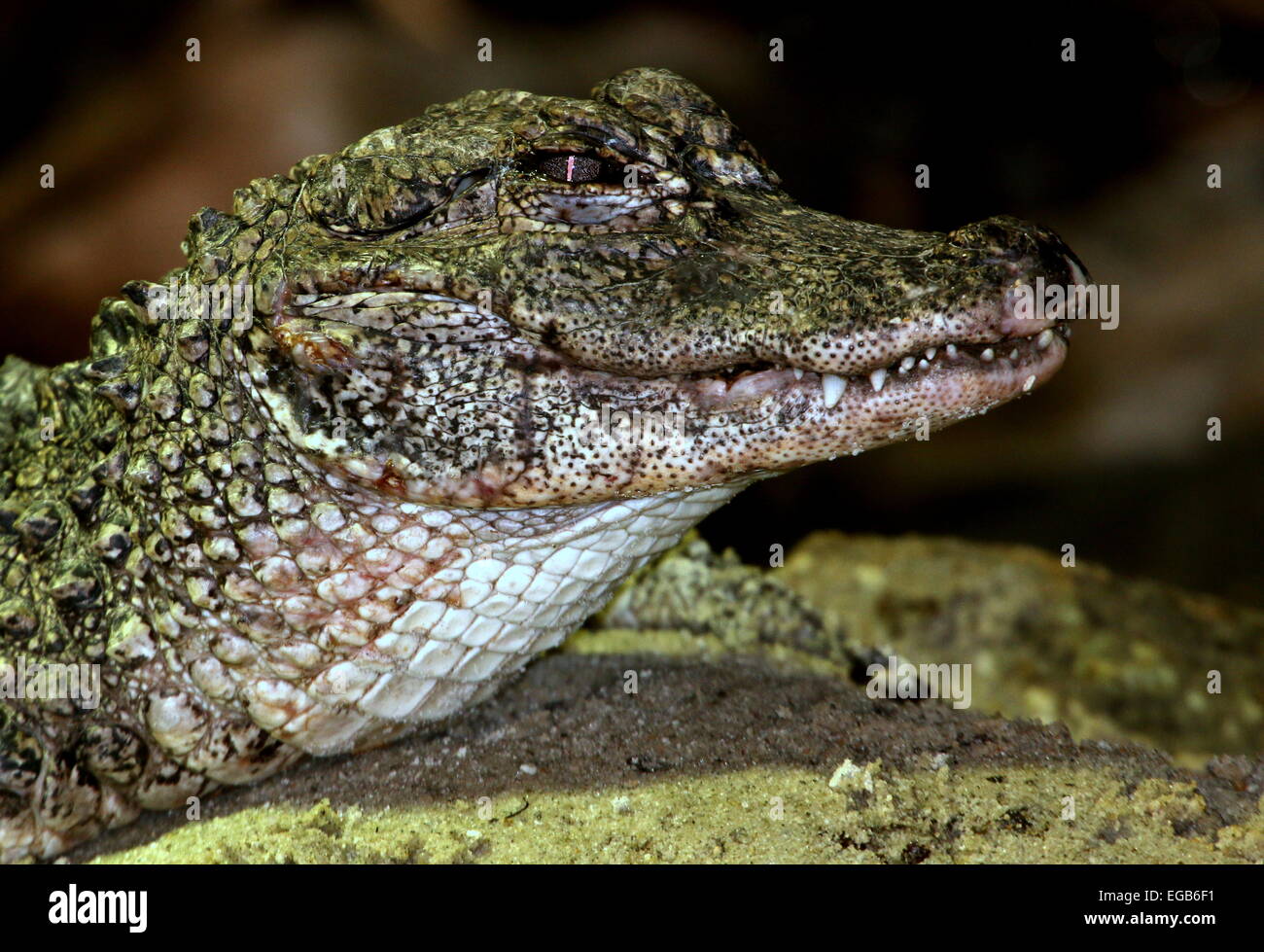 Close-up of the small fully-armoured Chinese alligator (Alligator sinensis) Stock Photo