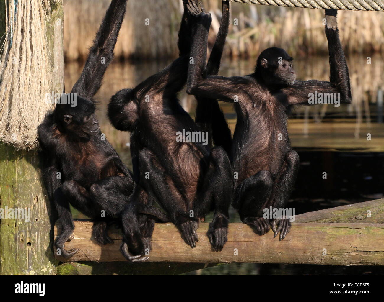 Three Colombian Black-headed spider monkeys (Ateles fusciceps Robustus