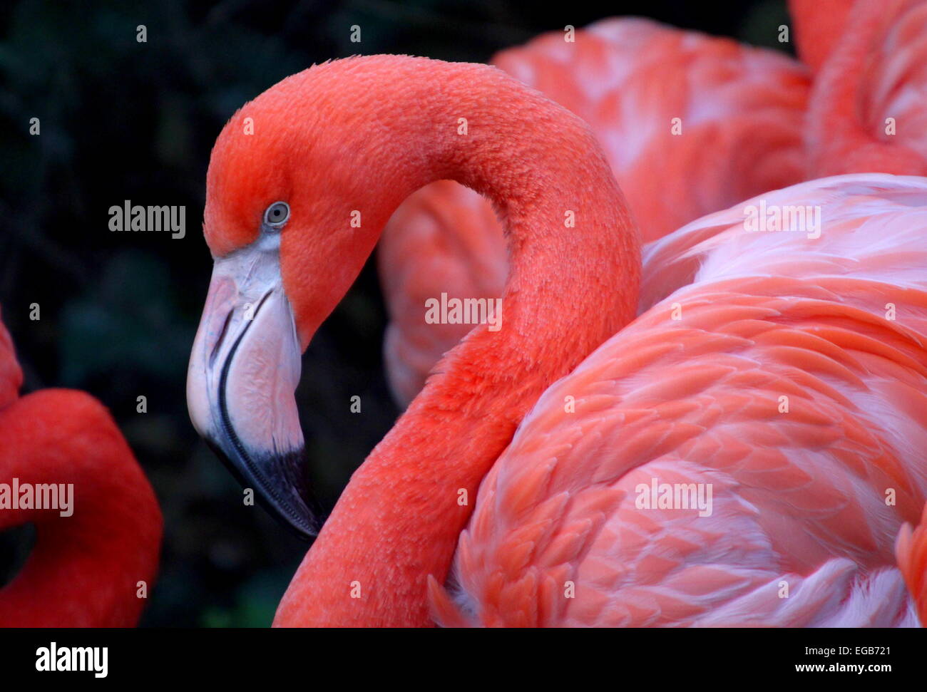 Male female flamingo hi-res stock photography and images - Alamy