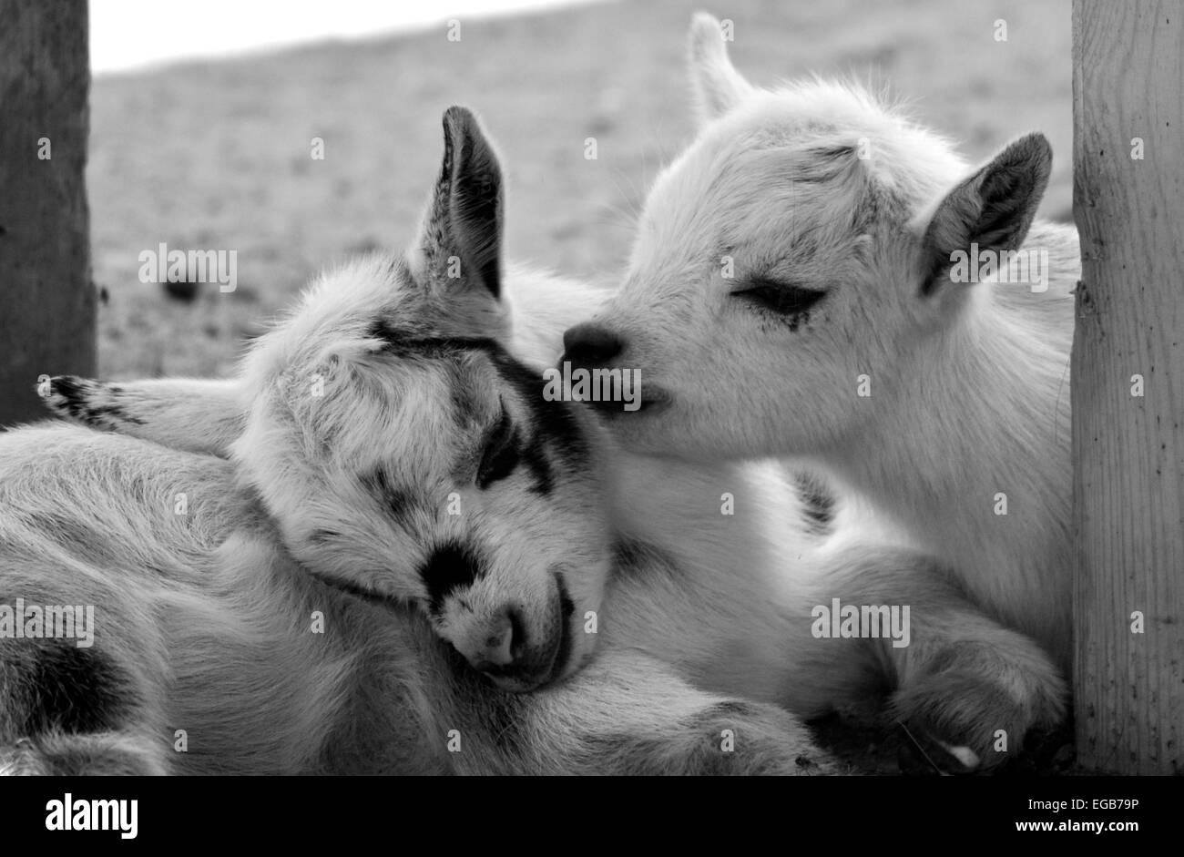 A couple of goat kids relaxing together. Stock Photo