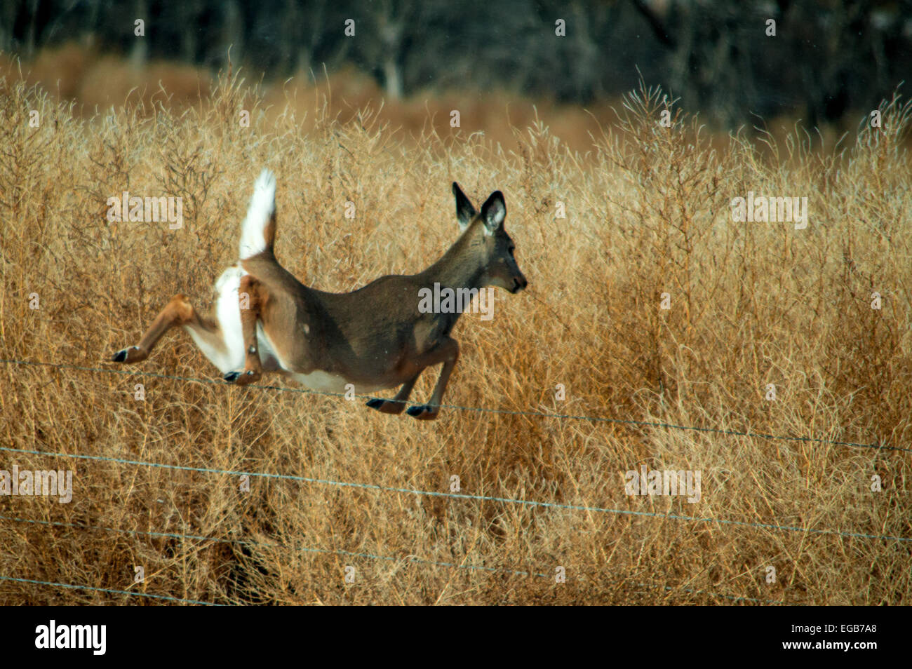 A female white tail deer jumping over a fence. Stock Photo