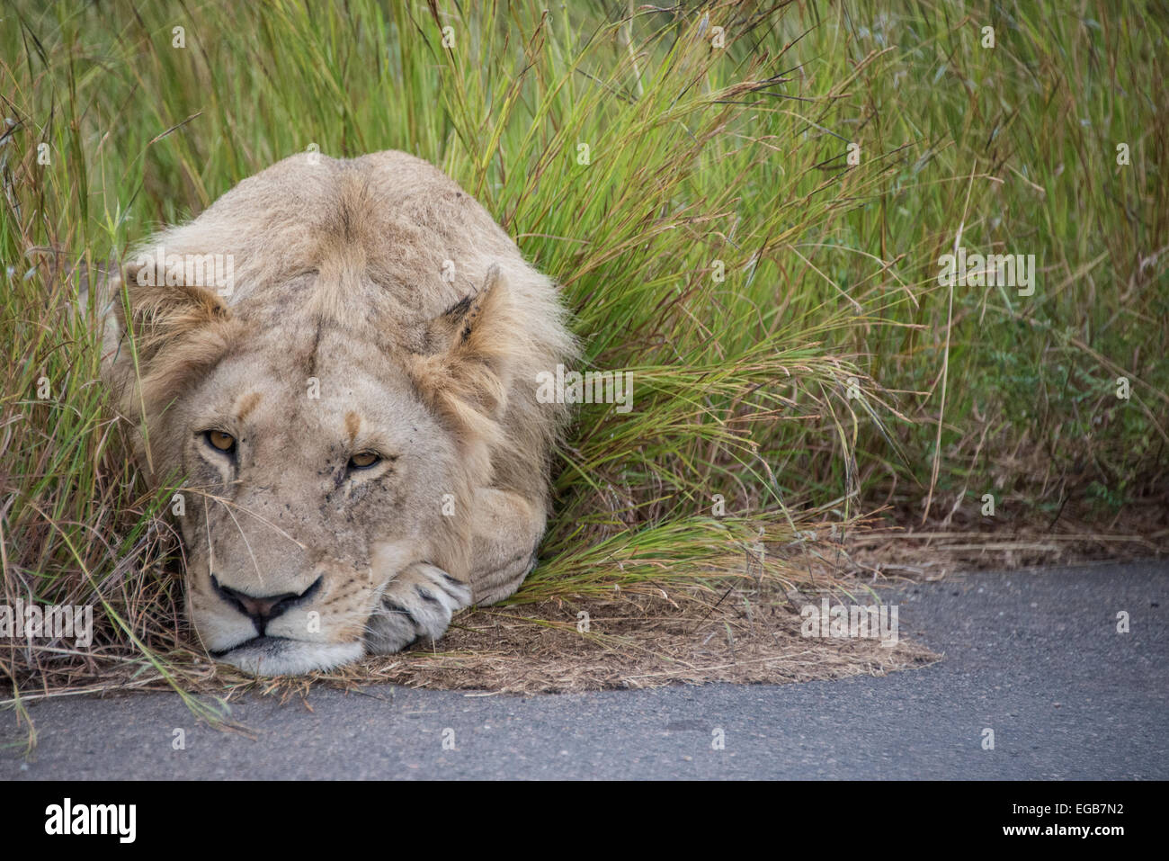 A young male lion being quite lazy Stock Photo - Alamy