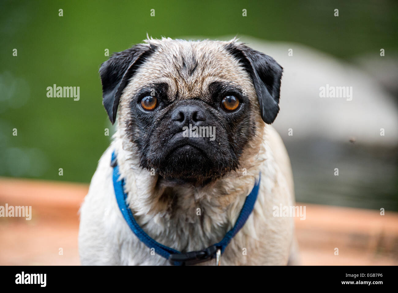 A pug looking into the camera. Stock Photo