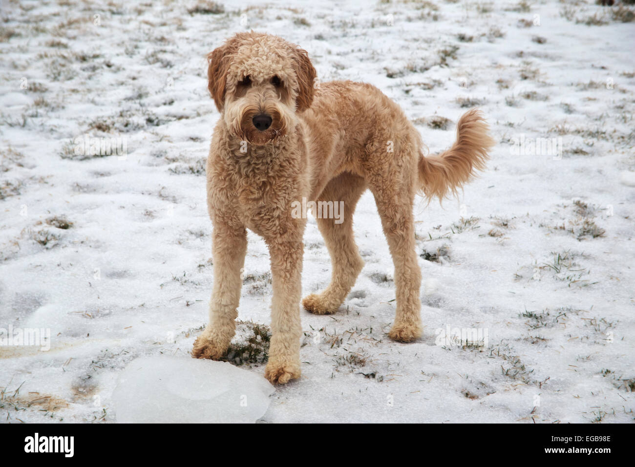 Metal linje skæg mandskab Young golden retriever and poodle mix breed dog standing in snow Stock  Photo - Alamy