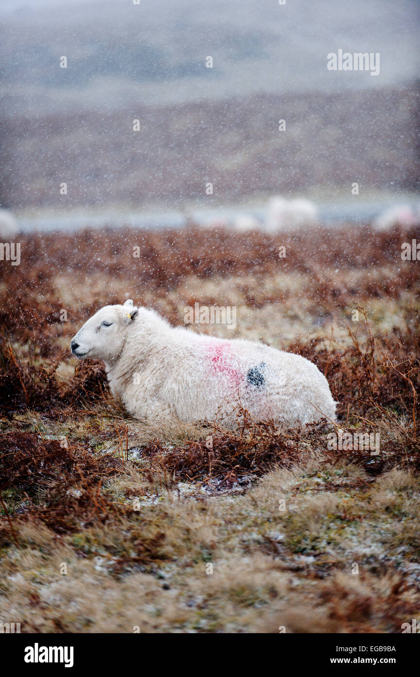 Mynydd Epynt, Powys, Wales, UK. 21st February, 2015. Ewes are seen in snow storms on the high moorland of the Mynydd Epynt 400 metres above sea level. Credit:  Graham M. Lawrence/Alamy Live News. Stock Photo