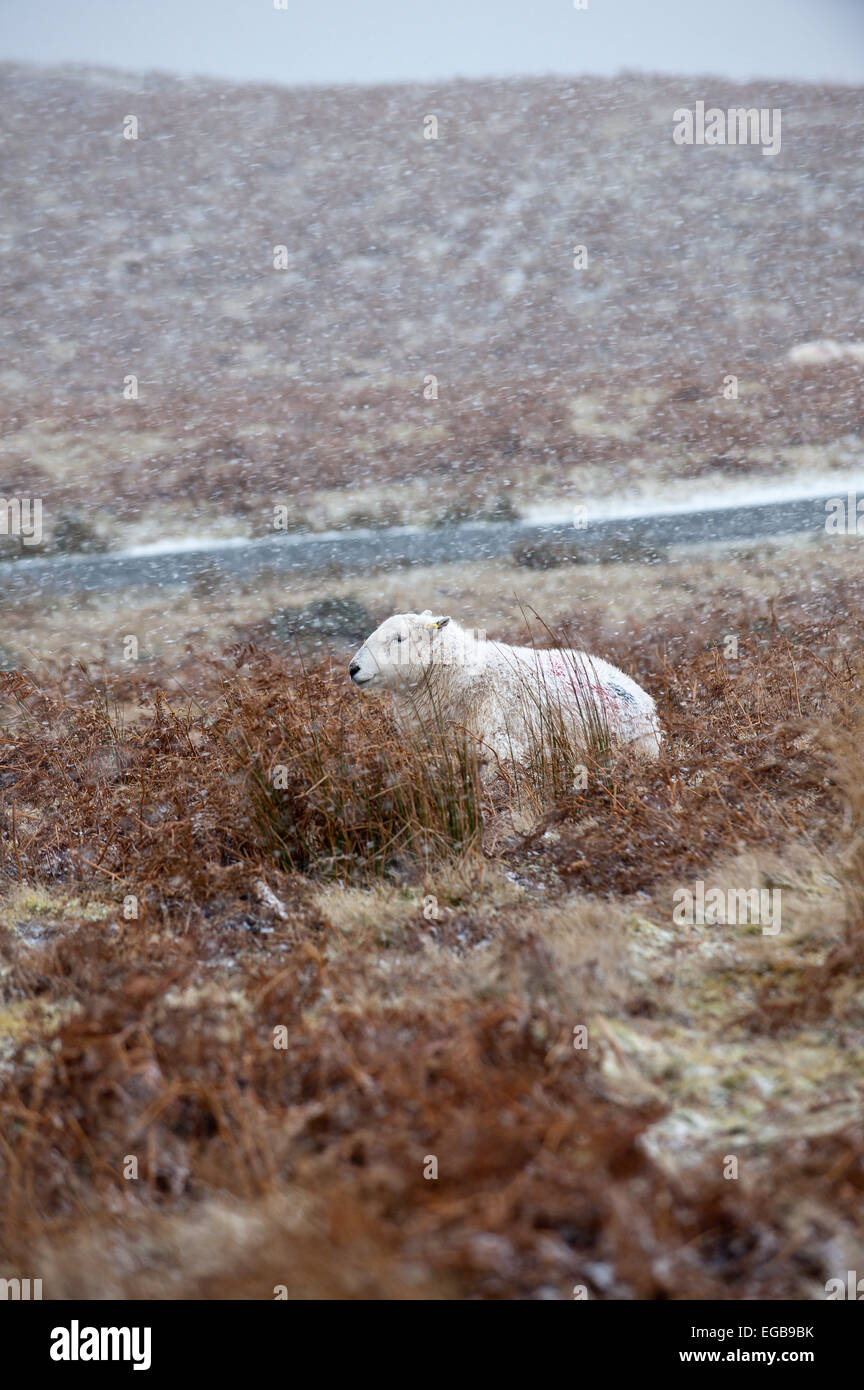 Mynydd Epynt, Powys, Wales, UK. 21st February, 2015. Ewes are seen in snow storms on the high moorland of the Mynydd Epynt 400 metres above sea level. Credit:  Graham M. Lawrence/Alamy Live News. Stock Photo