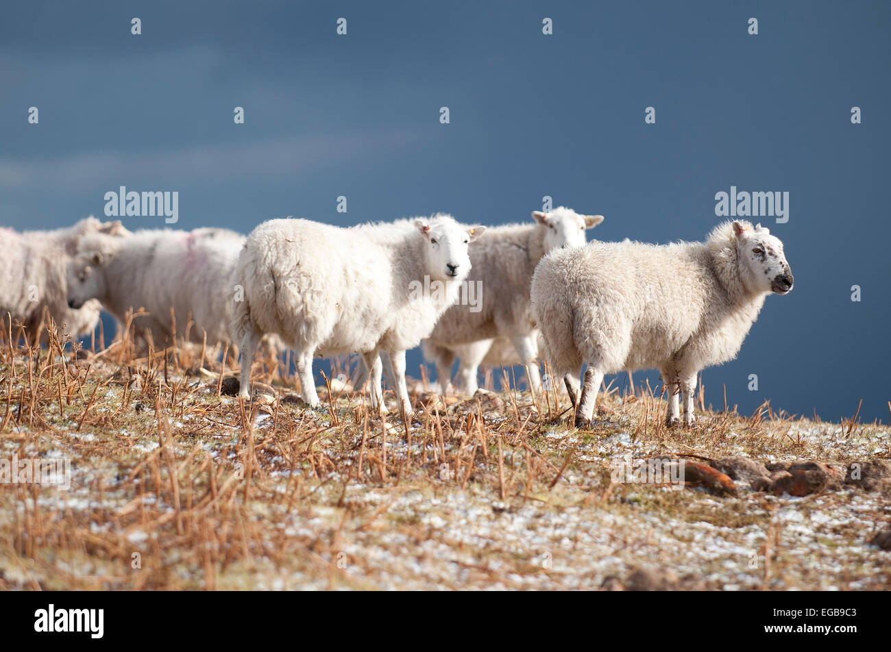 Mynydd Epynt, Powys, Wales, UK. 21st February, 2015. Ewes are seen after a snow storm on the high moorland of the Mynydd Epynt 400 metres above sea level. Credit:  Graham M. Lawrence/Alamy Live News. Stock Photo
