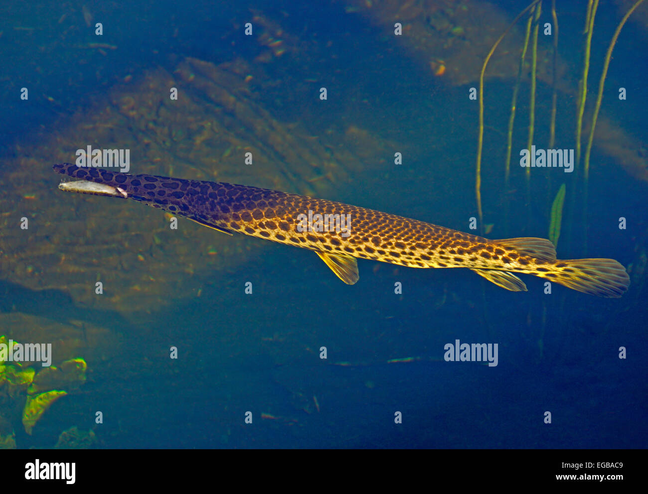 Alligator gar fish (Atractosteus Spatula) is native species in Everglades National Park, Florida. Stock Photo