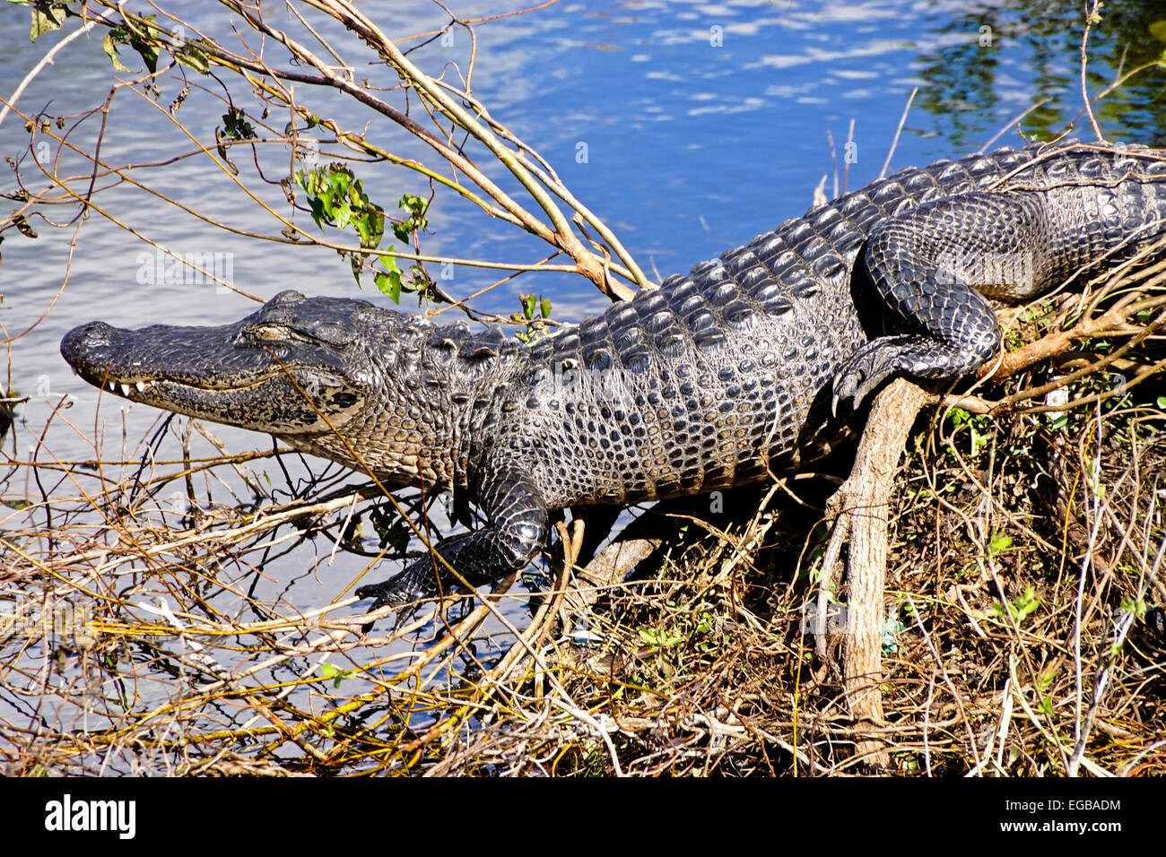 American alligator (alligator mississippiensis) Everglades National Park, Florida. Stock Photo