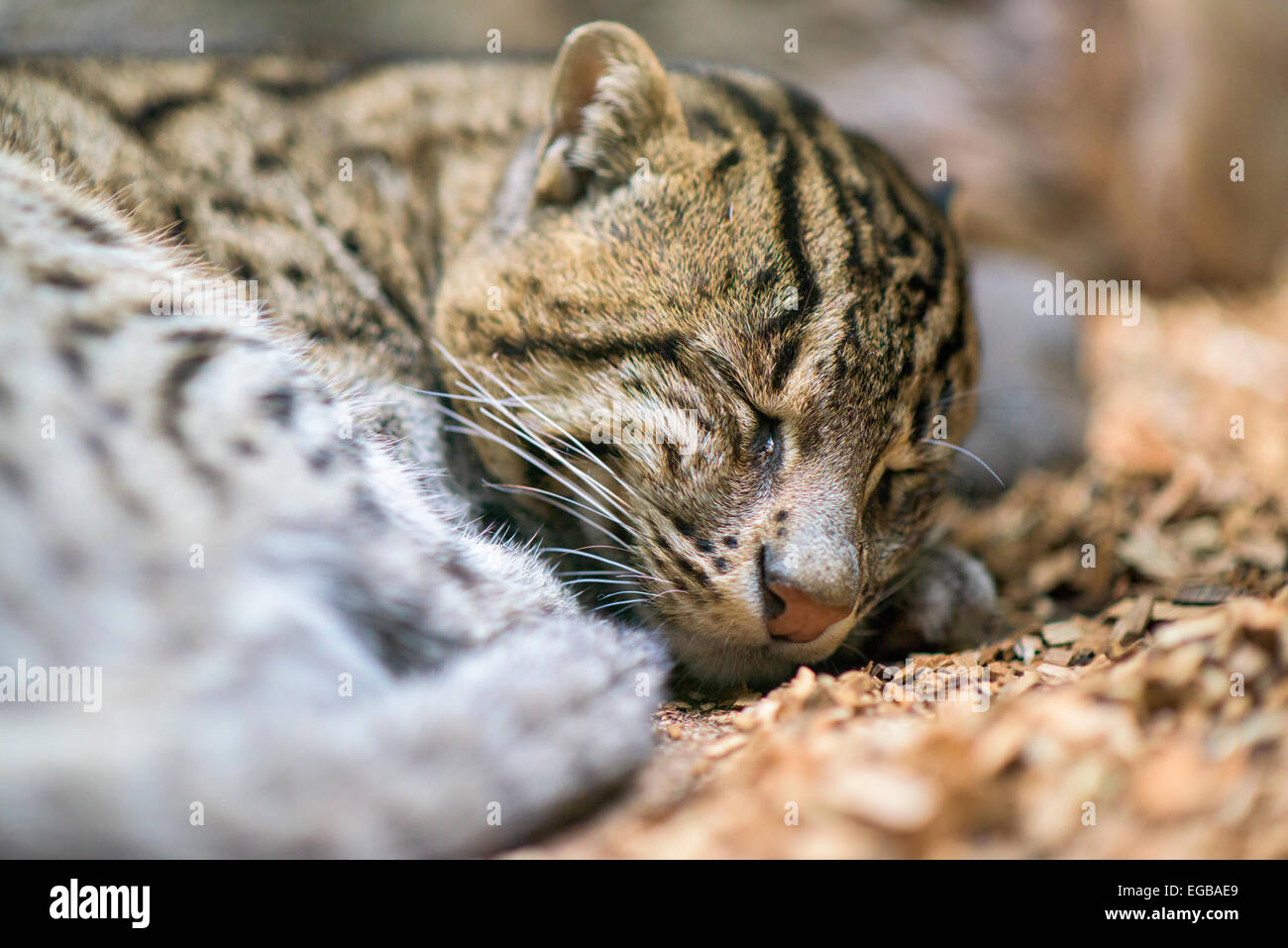 Sleeping Fishing cat Stock Photo