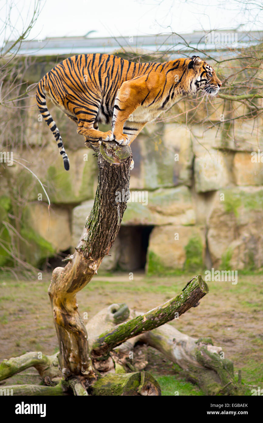 Malayan tiger on a tree trunk Stock Photo