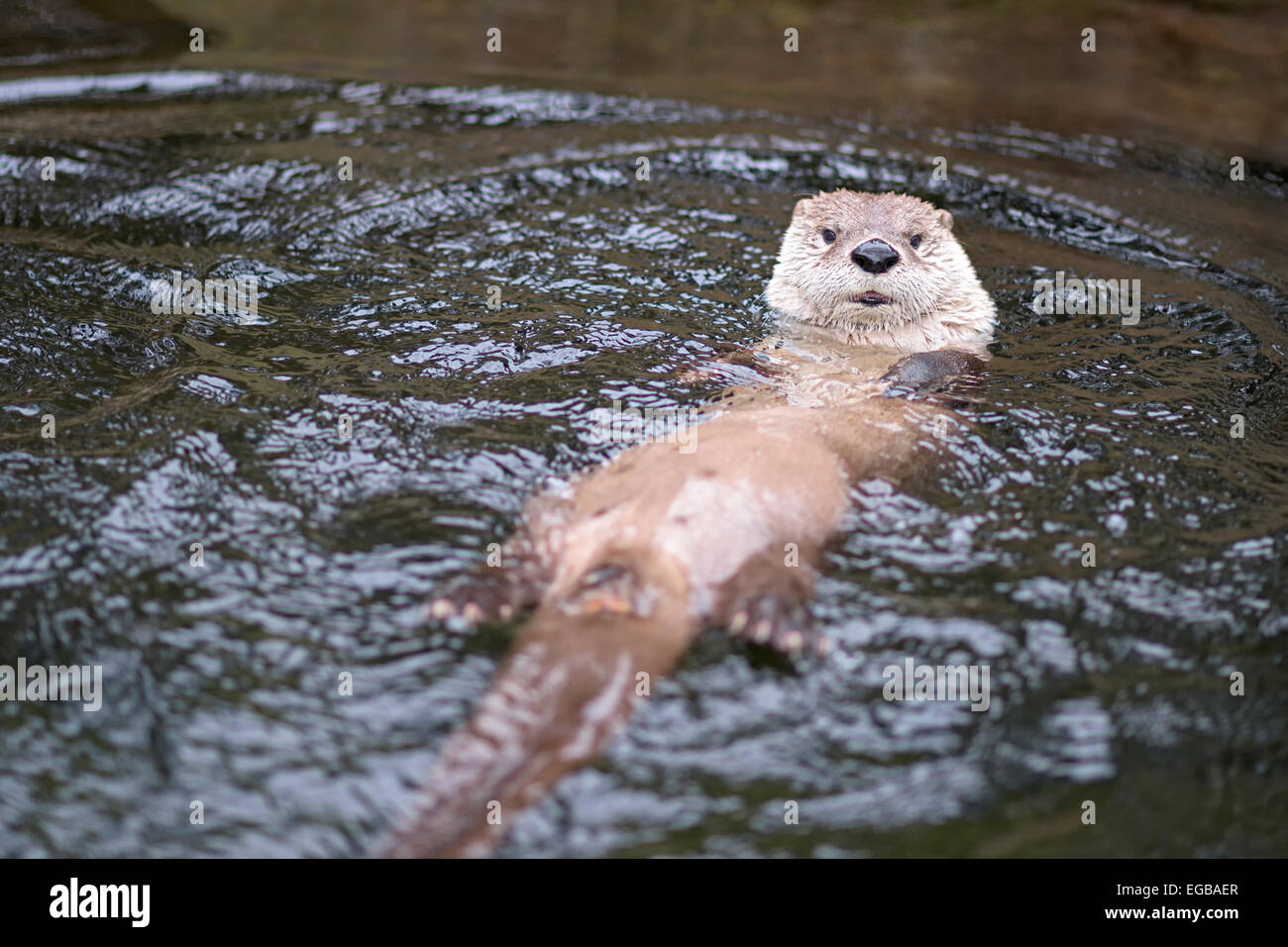 Otter in the water on its back Stock Photo