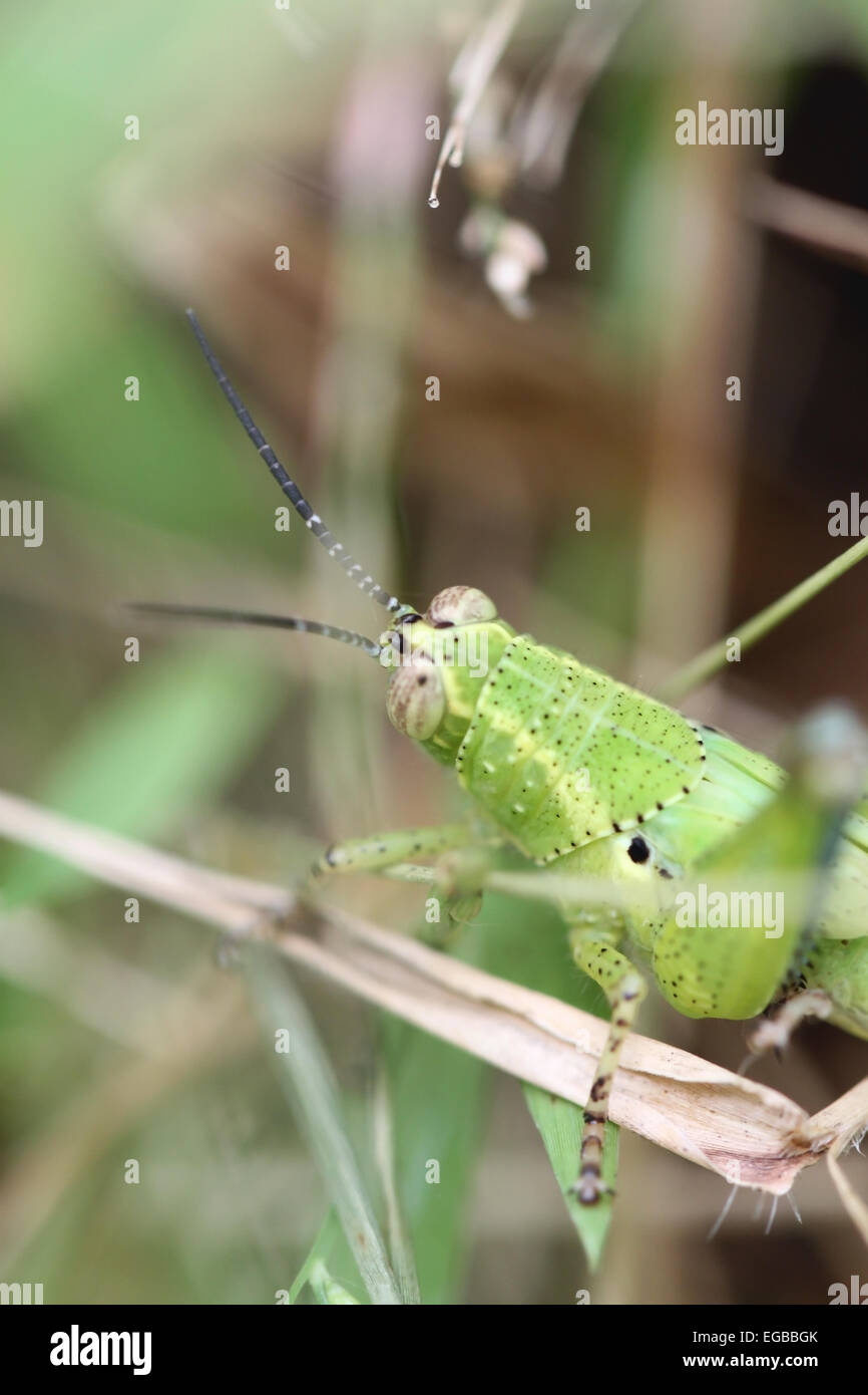 Green grasshopper perched on leaf in the garden. Stock Photo