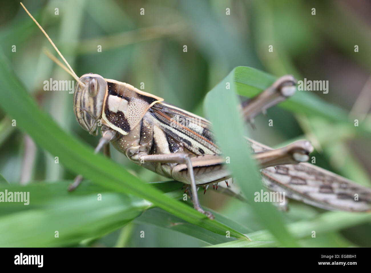 Macro of brown grasshopper perched on leaf in the garden. Stock Photo