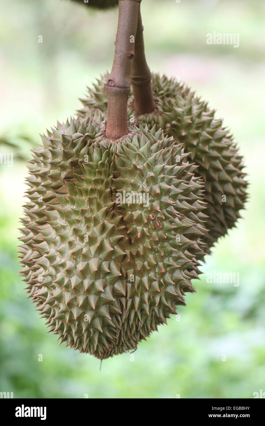 Fresh durian on the trees in orchards. Stock Photo