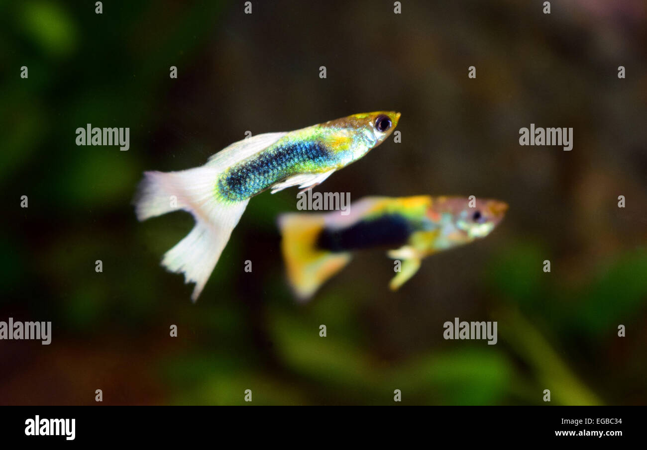 Colorful Aquarium Fish Swimming Underwater at Kerala India Stock Photo