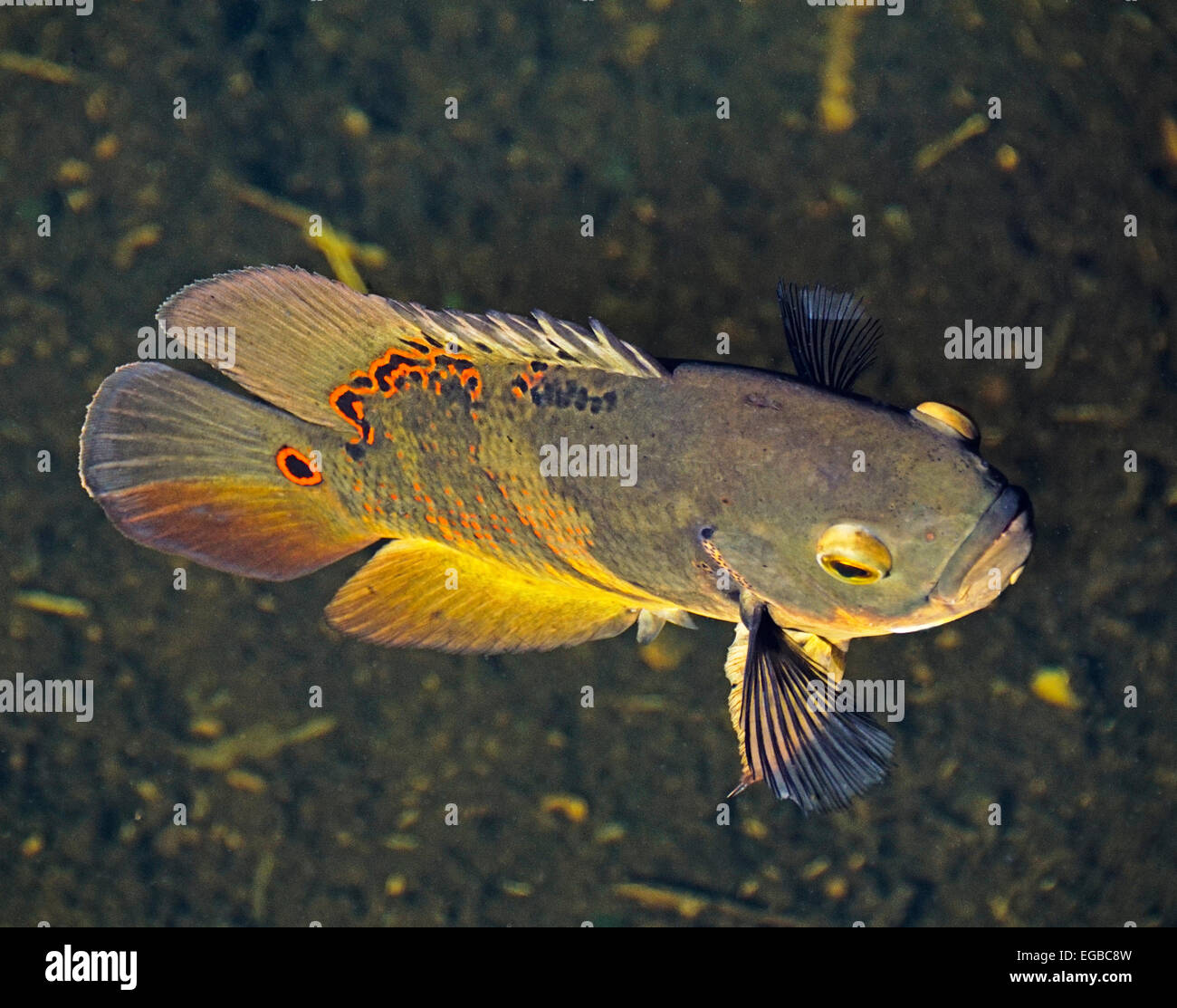 Oscar fish (Astronotus Ocellatus) is non-native invasive species in Everglades National Park, Florida. Stock Photo