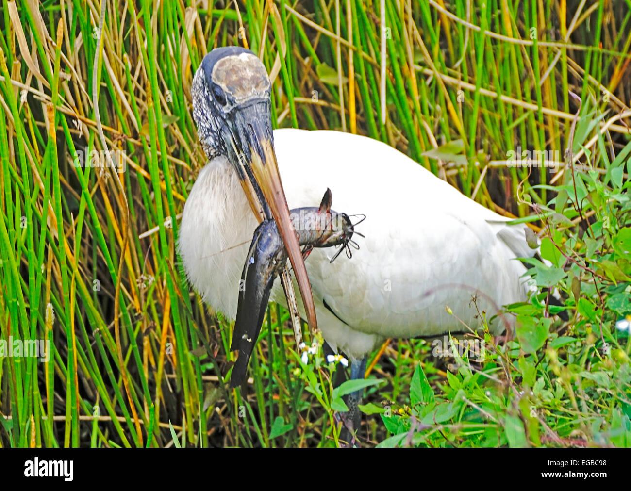Wood Stork uses tacto-location to capture a catfish prey in Everglades National Park, Florida. Stock Photo