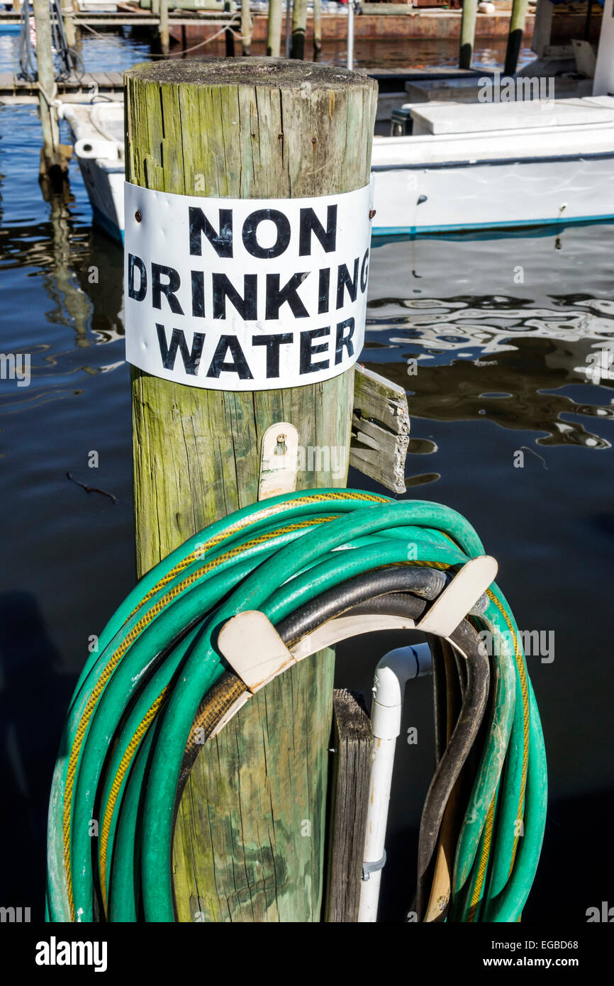 Manatee drinking water hires stock photography and images Alamy