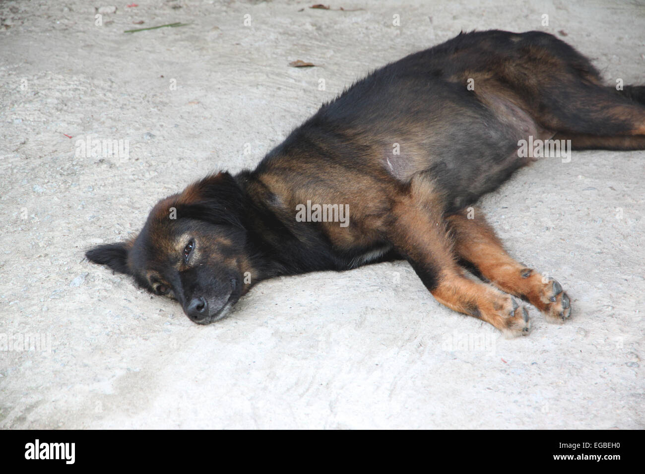 Black dog is lying on the floor Stock Photo - Alamy