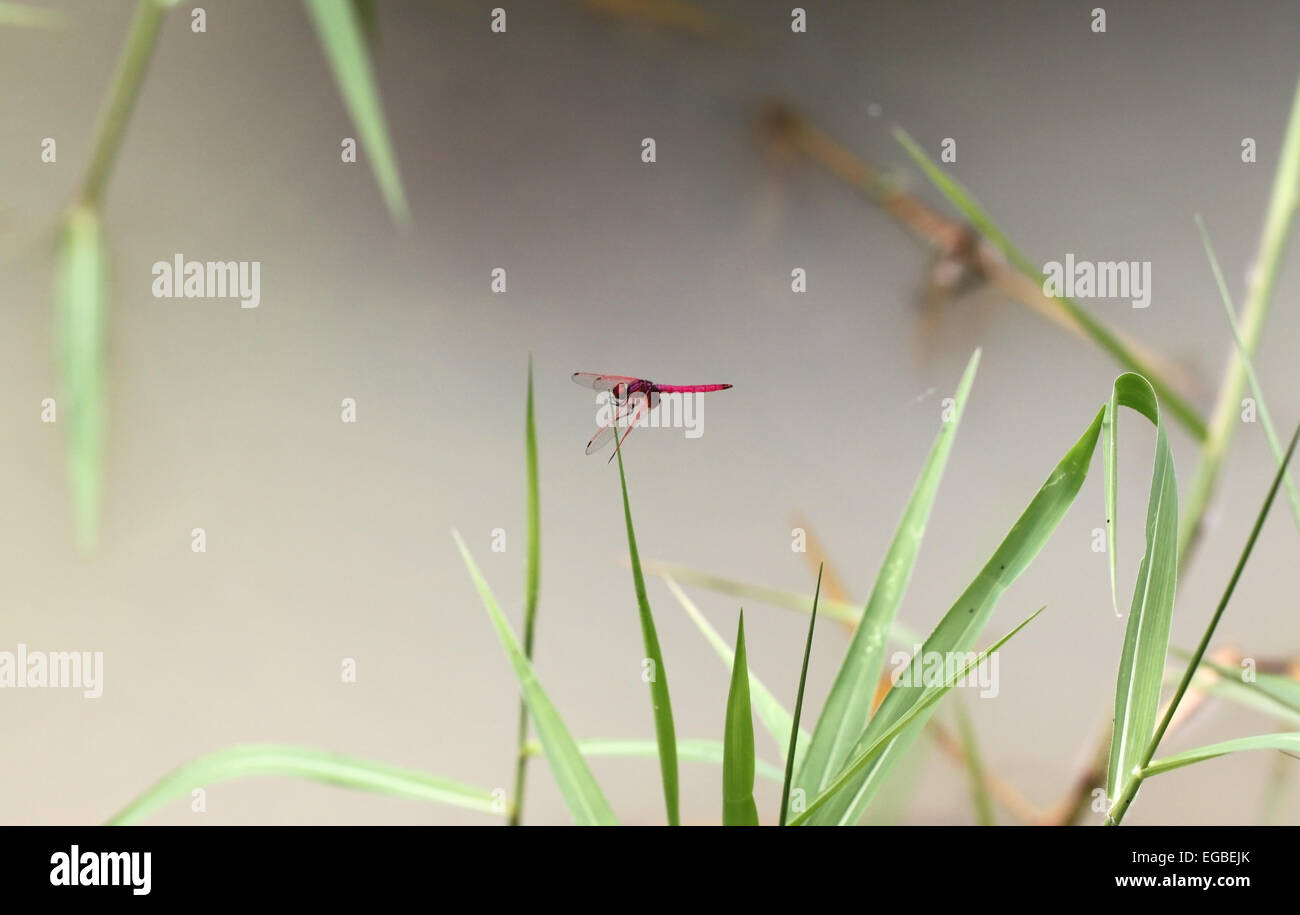 Red dragonfly on green grass with pond background Stock Photo - Alamy
