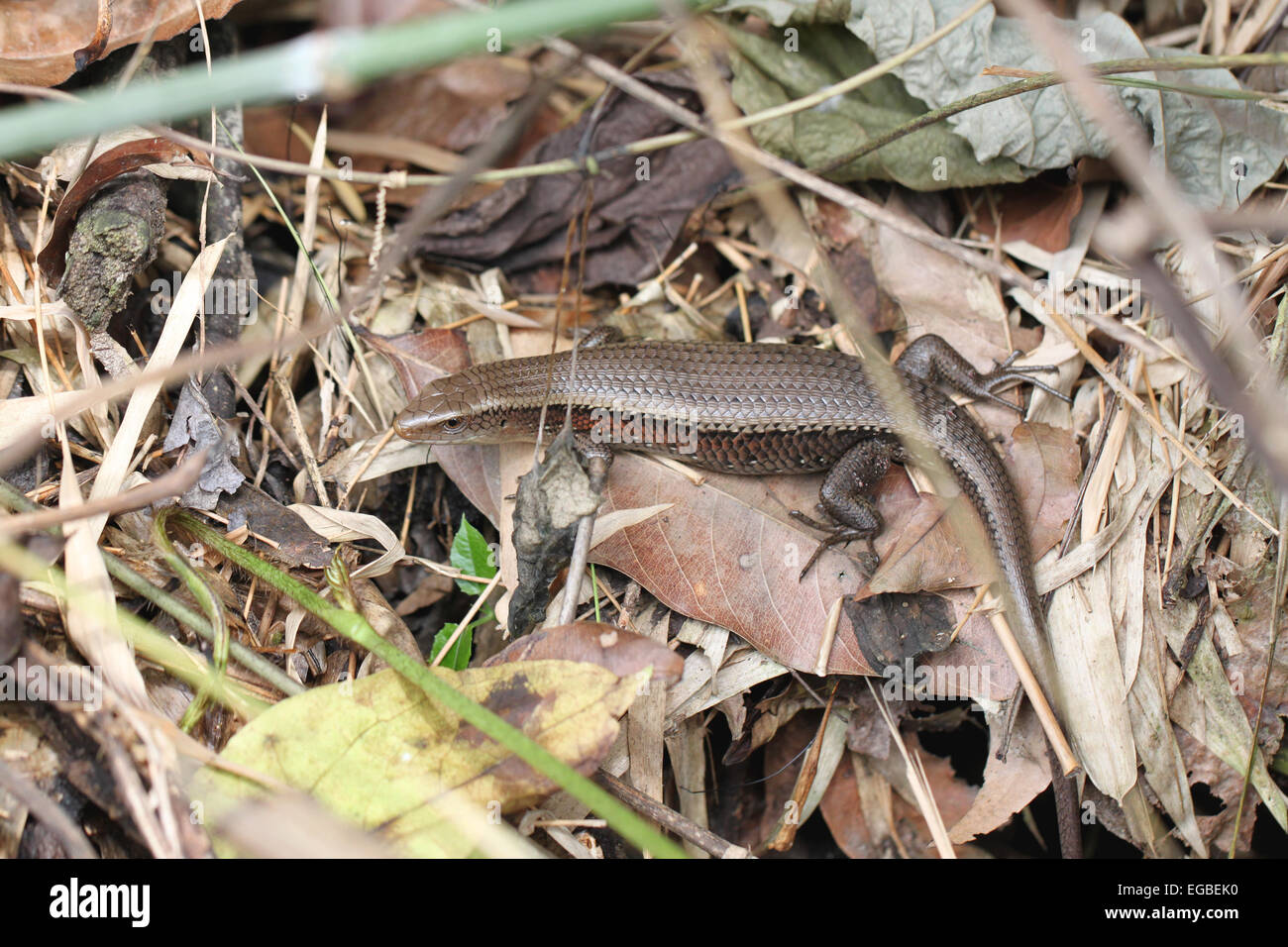 Skink or iguana on ground in the garden. Stock Photo