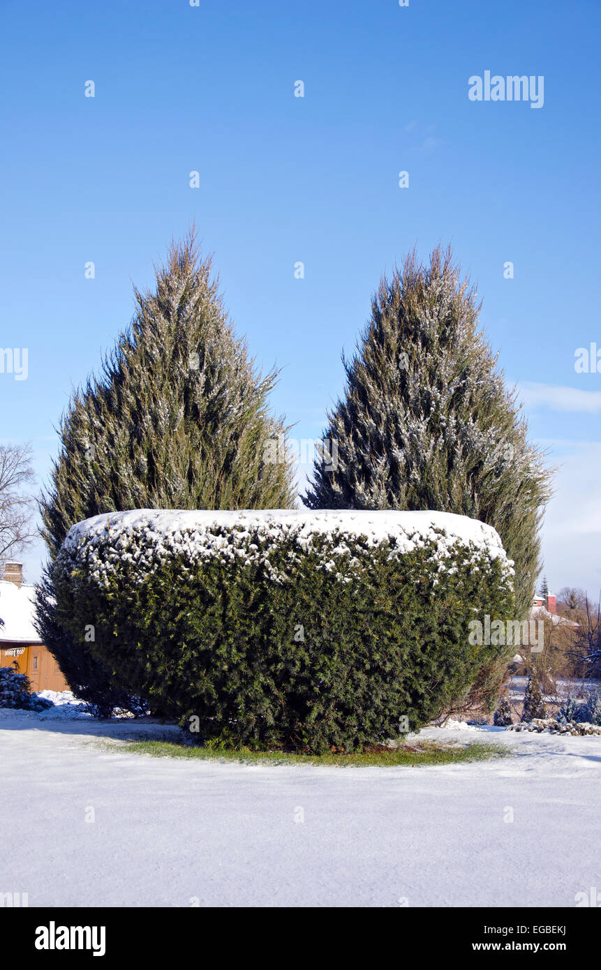 decorative evergreen tree bush thuja in winter time park Stock Photo