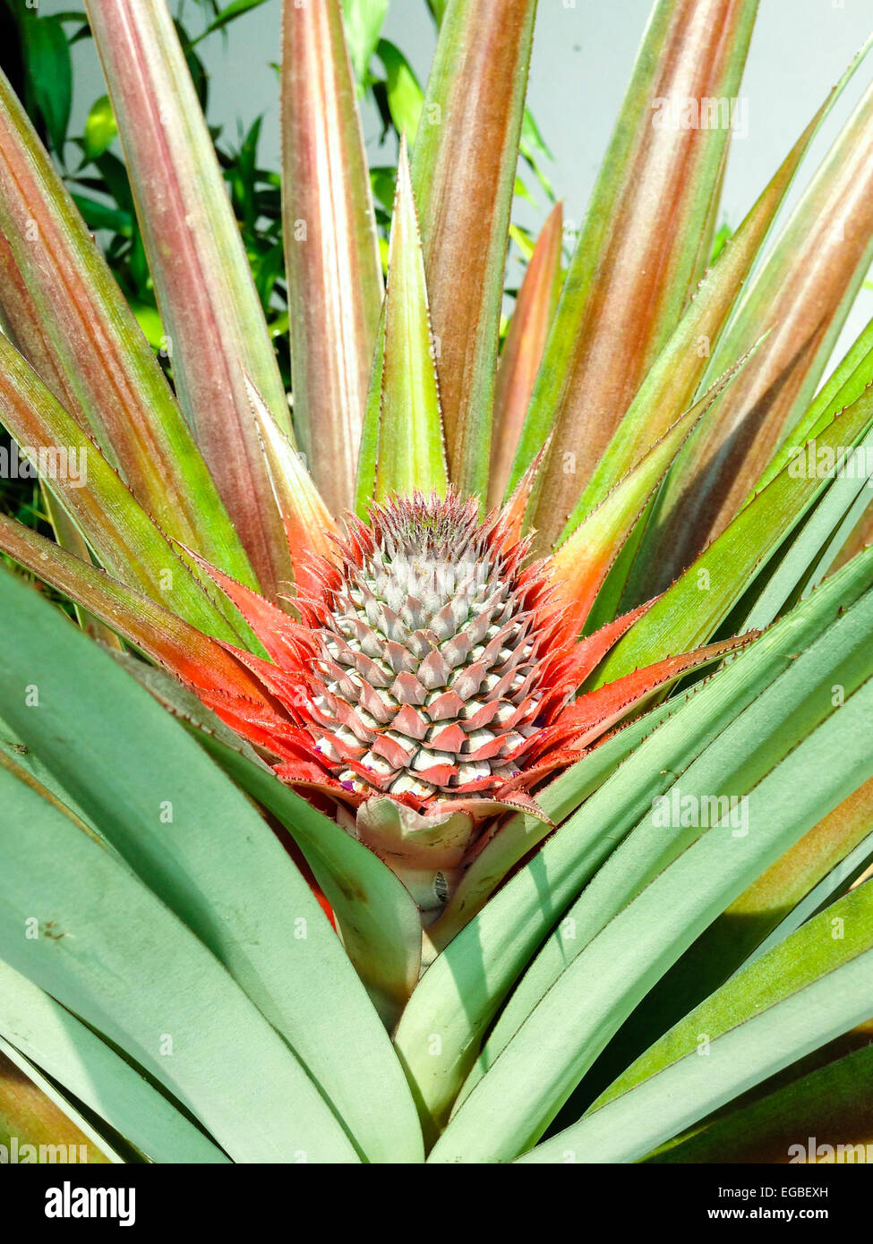 Pineapple plant flower tree hires stock photography and images Alamy