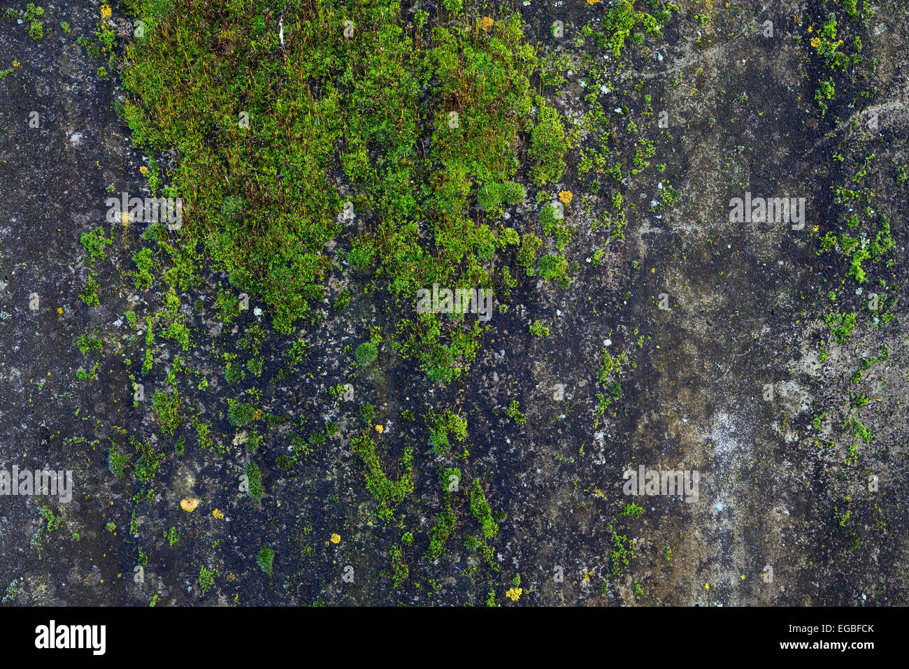 A concrete wall covered with lichen Stock Photo