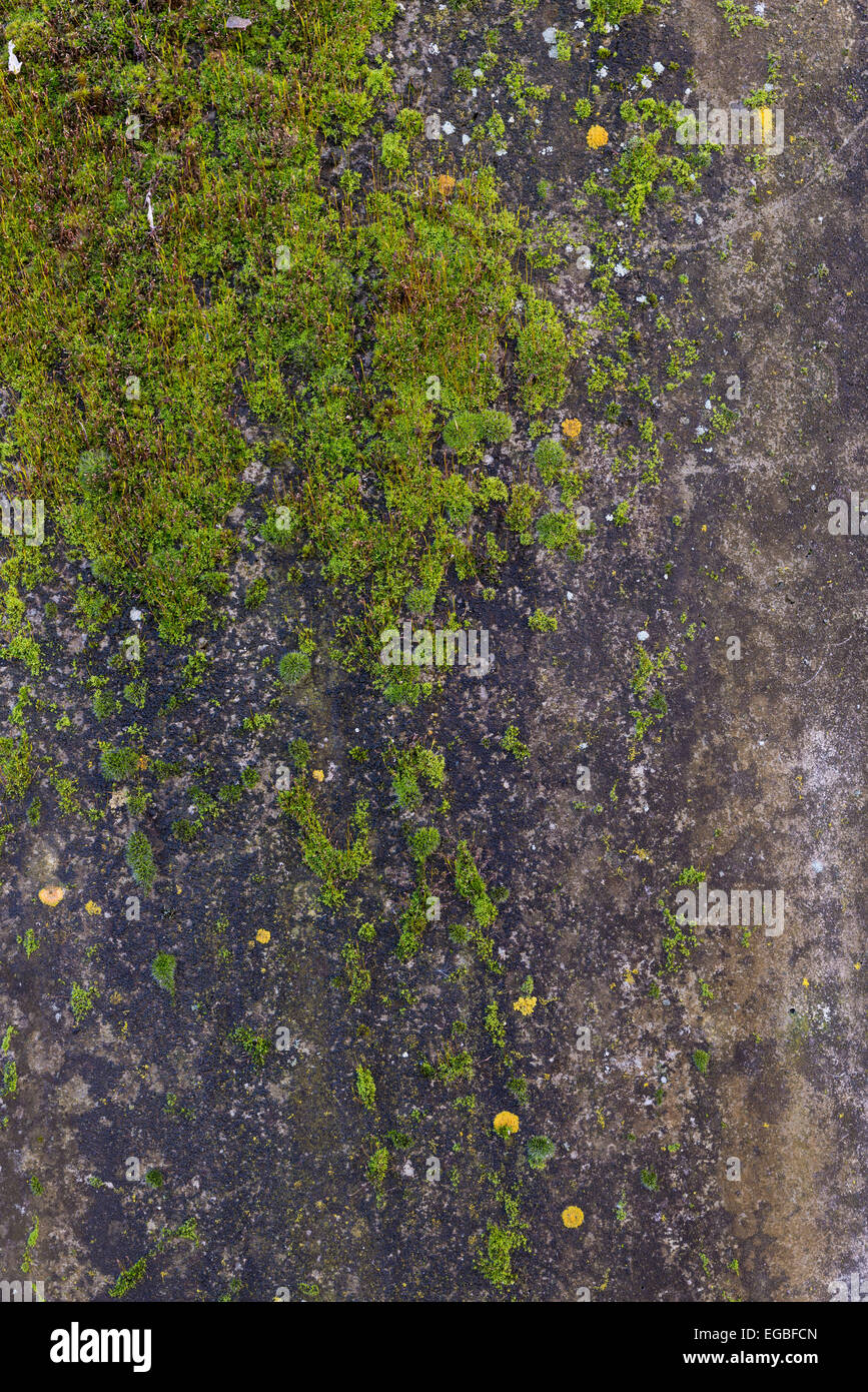 A concrete wall covered with lichen Stock Photo